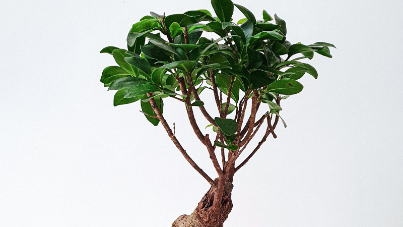 Healthy Ginseng Ficus bonsai with dense green foliage