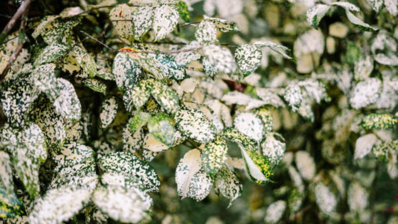 Healthy Gold Dust Plant with variegated green leaves