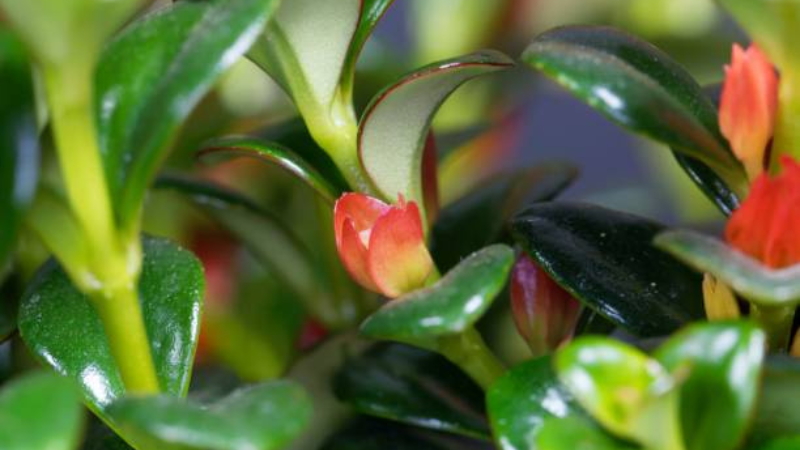 Healthy Goldfish Plant with glossy green leaves and blooms