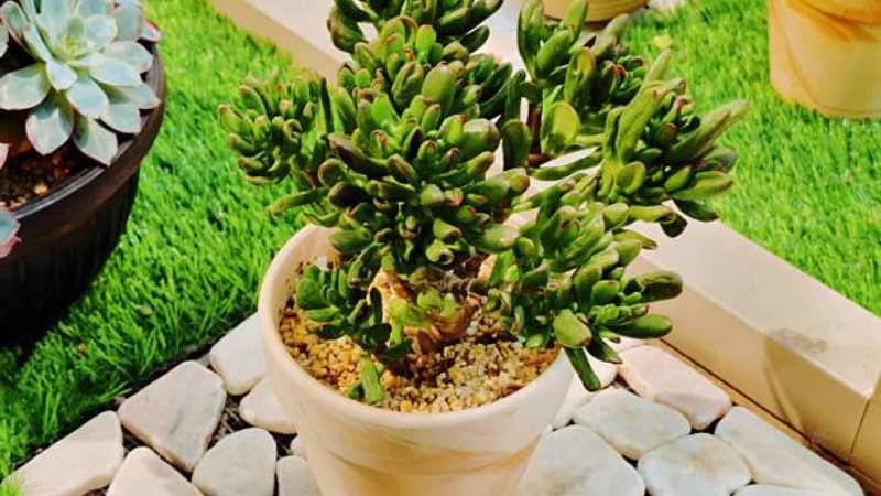 Healthy Gollum Jade displaying bright green tubular leaves