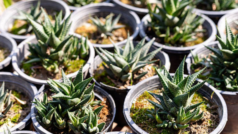 Healthy Haworthia succulent growing in pot