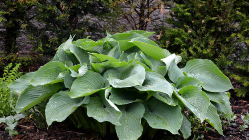 Healthy Halcyon Hosta leaves with silvery-blue appearance