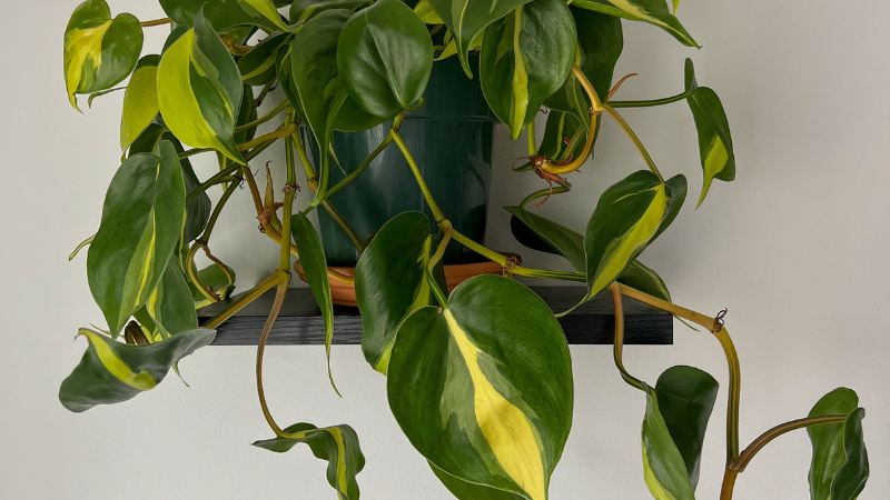 Healthy Heartleaf Philodendron with vibrant trailing green foliage