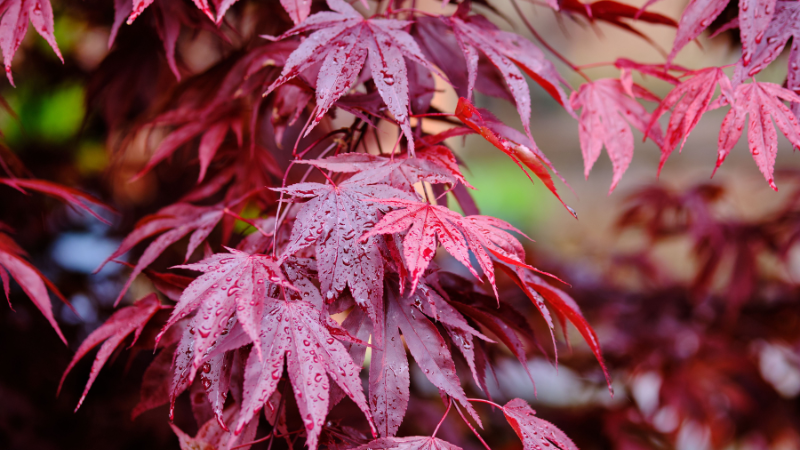 Healthy Inaba Shidare Japanese Maple with dense laceleaf foliage