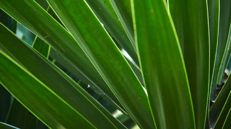 Indoor Yucca plant with vibrant green leaves