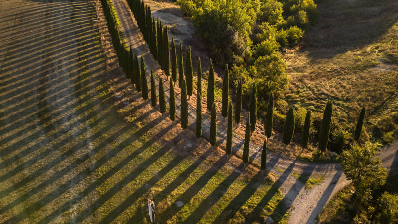 Healthy Italian Cypress with lush evergreen foliage