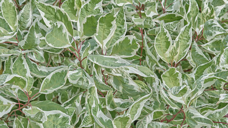Healthy Ivory Halo Dogwood with lush variegated foliage