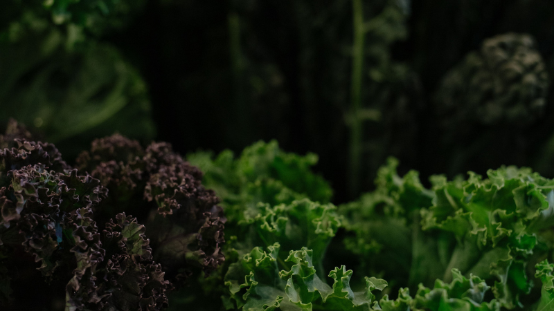 Healthy Kale plant with curly green leaves growing in a garden