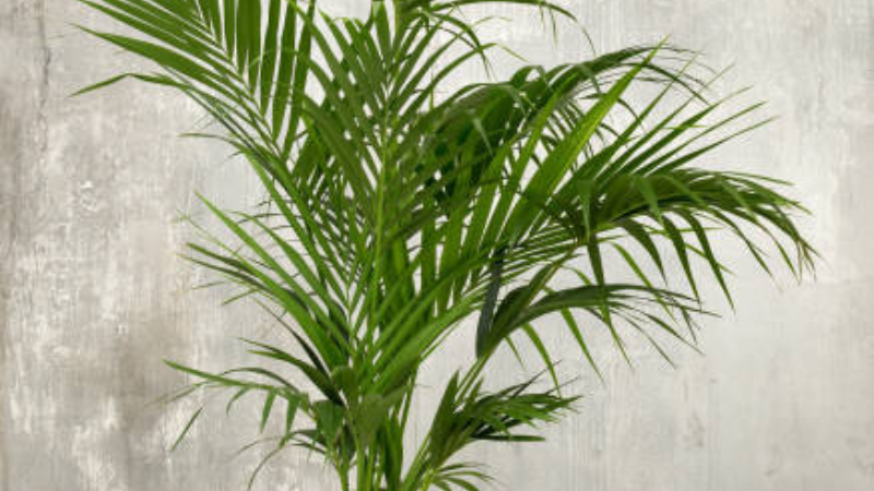 Healthy Kentia Palm growing indoors with lush green fronds