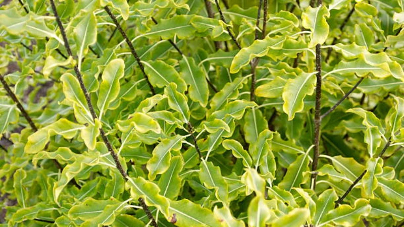 Healthy Kohuhu plant growing outdoors
