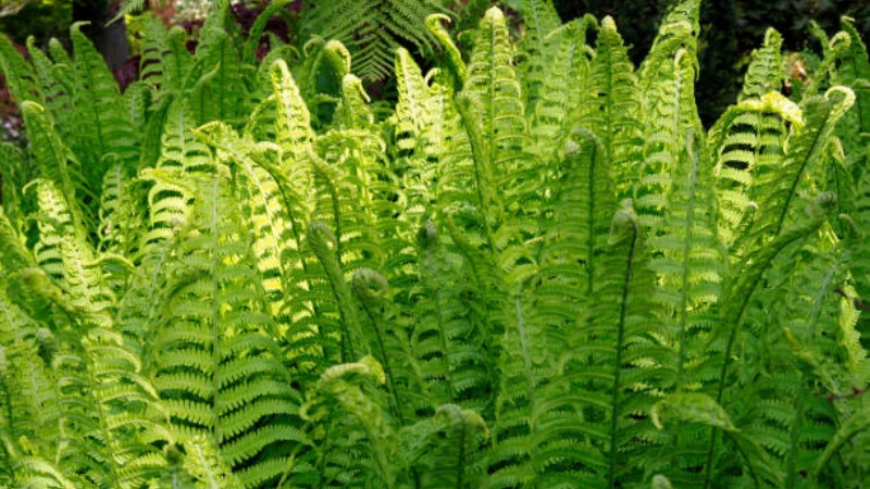 Healthy Lady Fern with dense feathery foliage