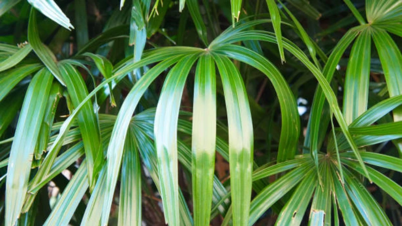 Healthy Lady Palm growing in a decorative planter