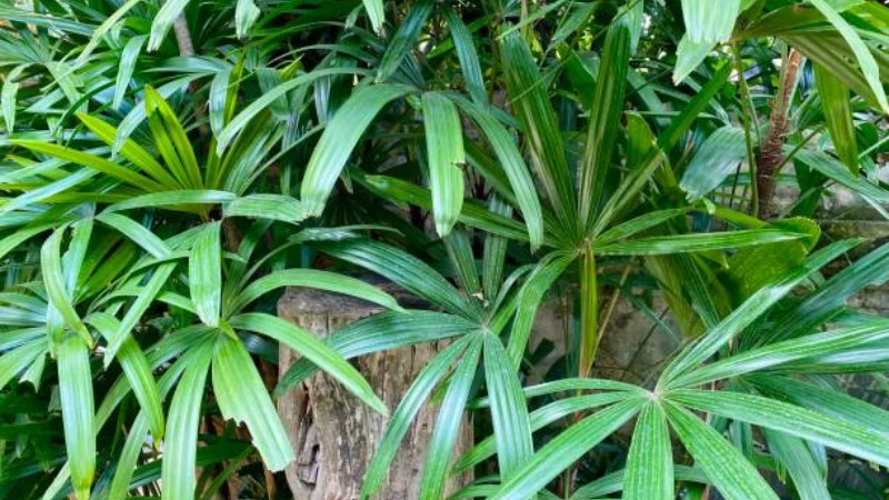 Healthy Lady Palm with dense upright growth