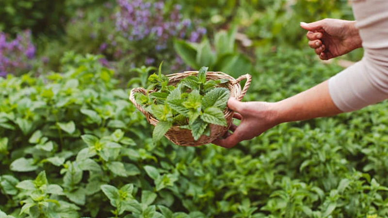 Healthy Lemon Balm with fresh green leaves