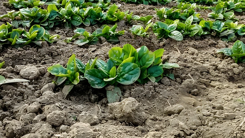 Healthy Malabar Spinach growing vigorously outdoors