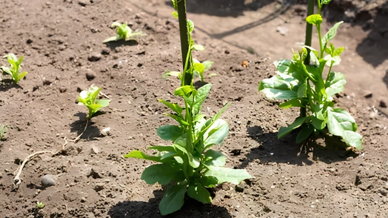 Healthy Malabar Spinach vine with lush green leaves