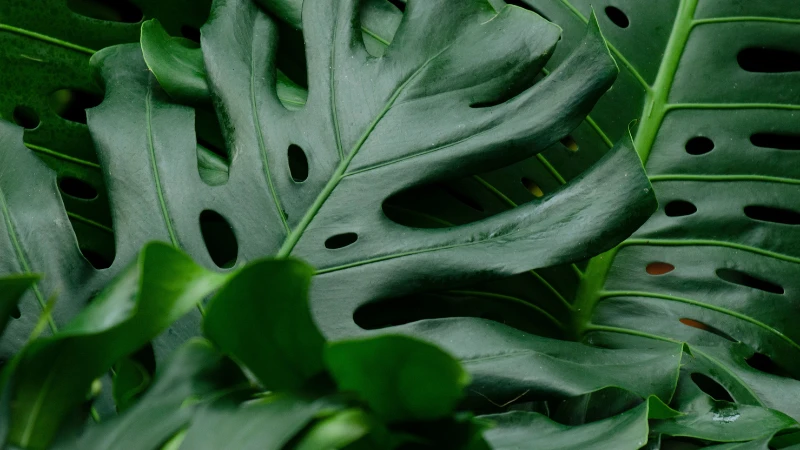 Monstera Swiss Cheese Plant with large green leaves