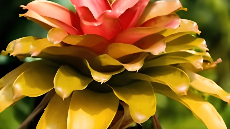 Healthy Neoregelia Bromeliad with lush rosette leaves