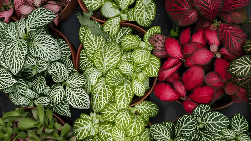 Healthy Nerve Plant with vibrant veined leaves