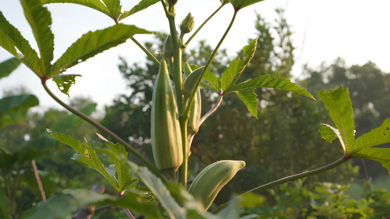 Healthy Okra Plant with fresh green pods