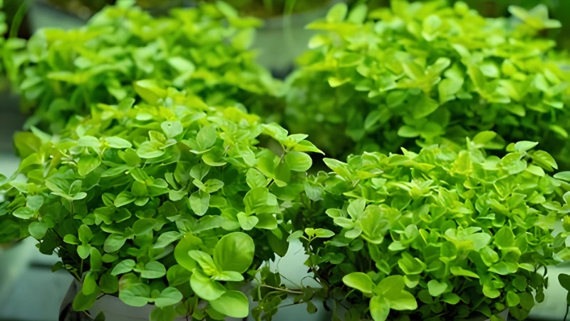 Healthy Oregano thriving in an outdoor herb garden