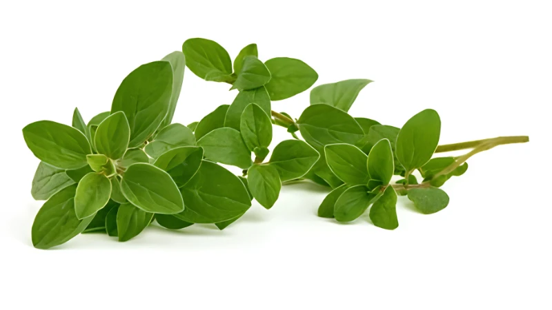 Healthy Oregano plant with aromatic green leaves