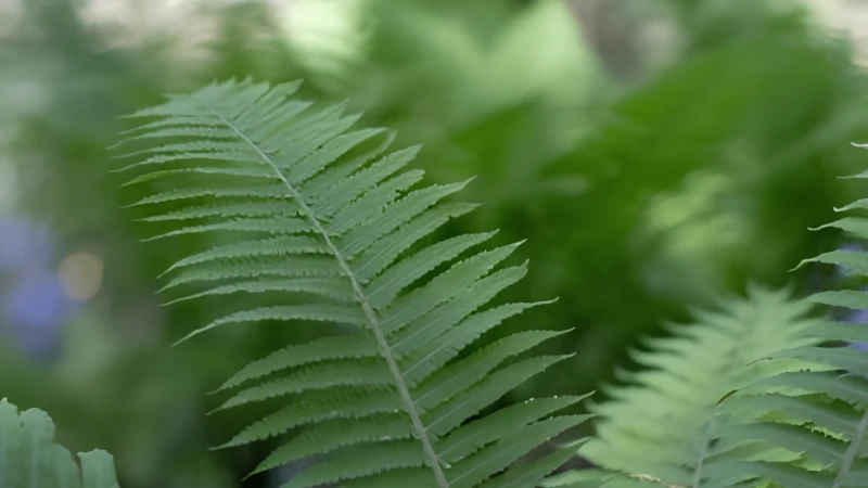 Healthy Ostrich Fern with lush green fronds