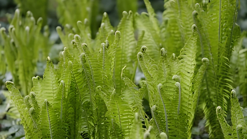 Healthy Ostrich Fern with lush green foliage