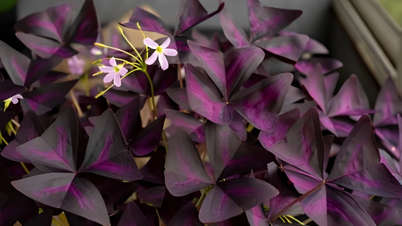 Healthy Oxalis plant growing outdoors