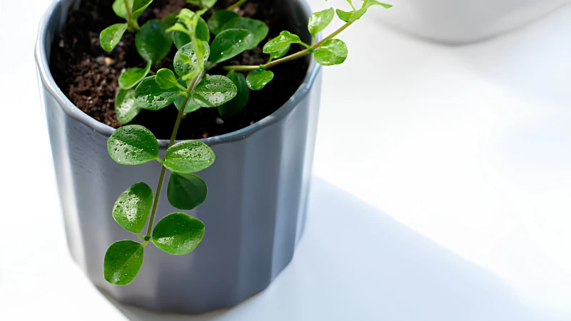 Potted Pepperomia Rotundifolia houseplant