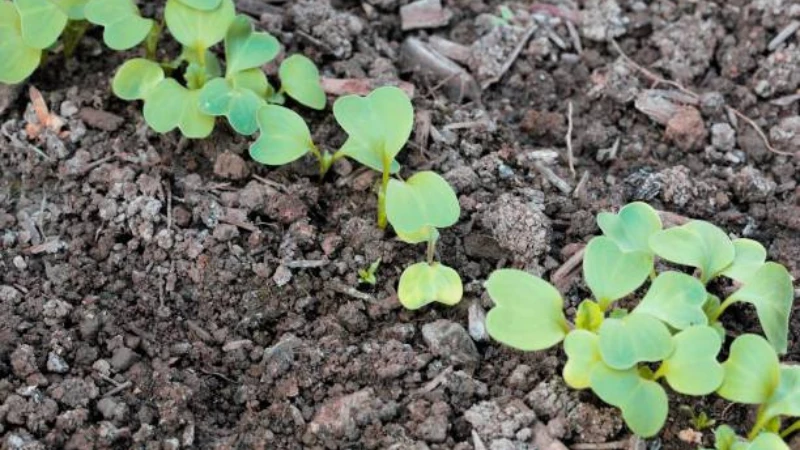 Healthy Radish plant with lush foliage