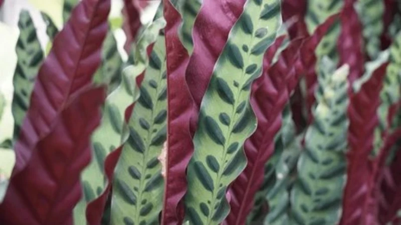 Potted Rattlesnake Plant with vibrant foliage