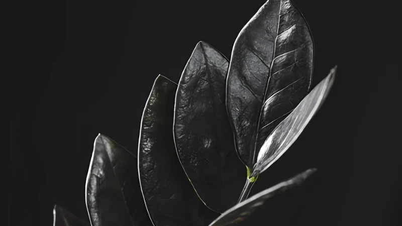 Potted Raven ZZ Plant with dark leaves
