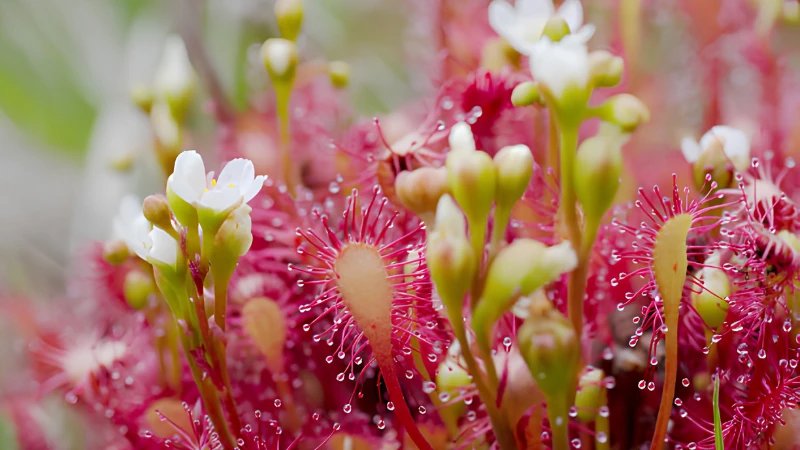 Sundew plant with colorful sticky tentacles