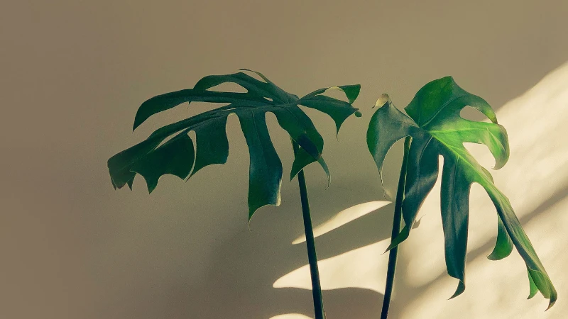 Potted Swiss Cheese Plant with split green leaves