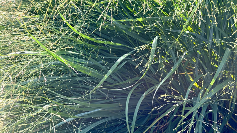 Healthy Switch Grass with elegant seed heads