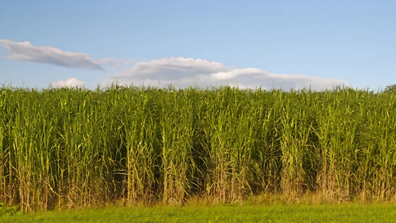 Switch Grass growing with upright green foliage