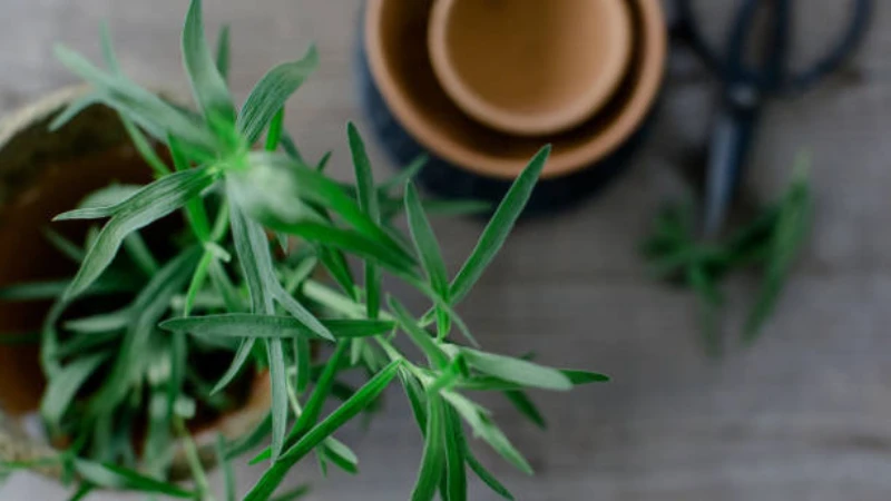 Tarragon plant with vibrant green leaves