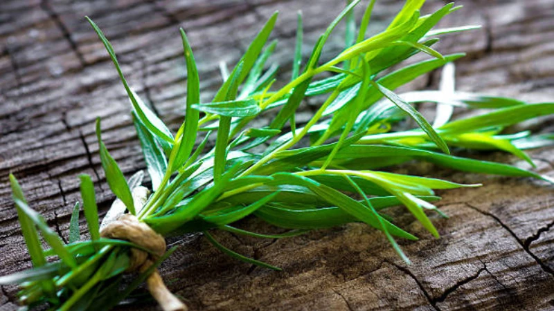 Healthy Tarragon herb growing outdoors