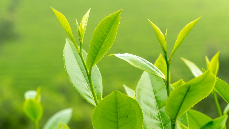 Tea Plant with lush green leaves