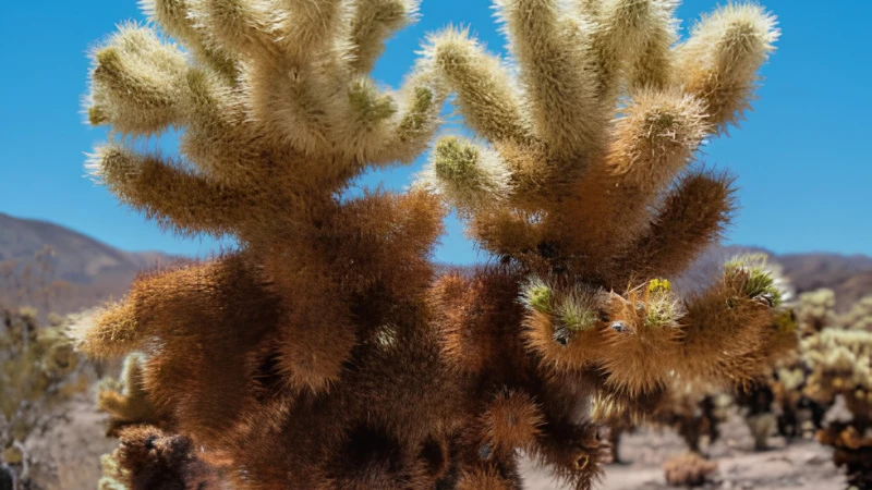 Teddy Bear Cactus growing in dry landscape