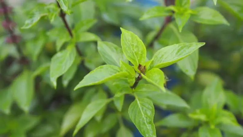 Thai Basil herb growing in a garden