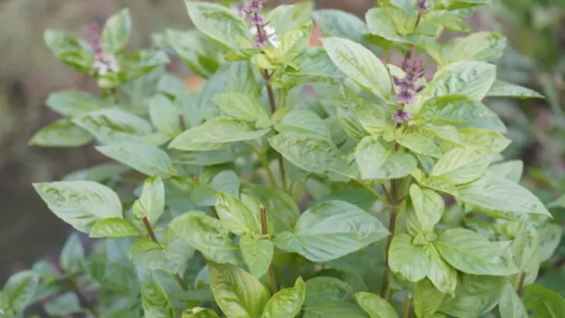 Healthy Thai basil growing in a garden