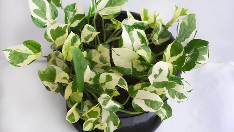 Variegated N'Joy Pothos with lush foliage