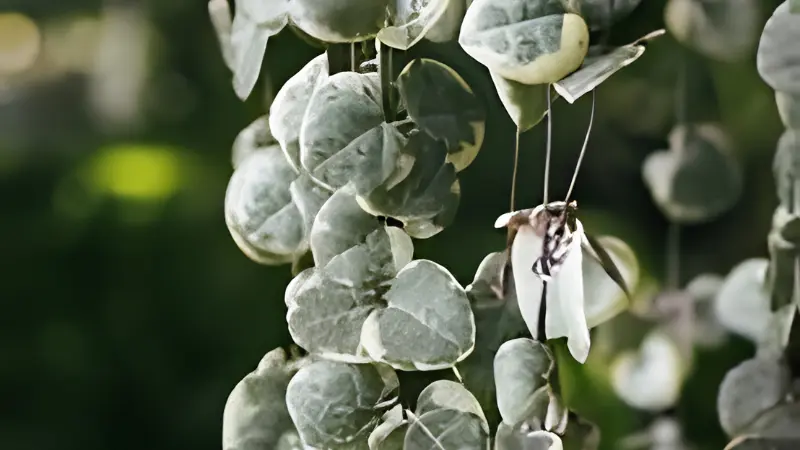 Trailing Variegated String of Hearts in pot