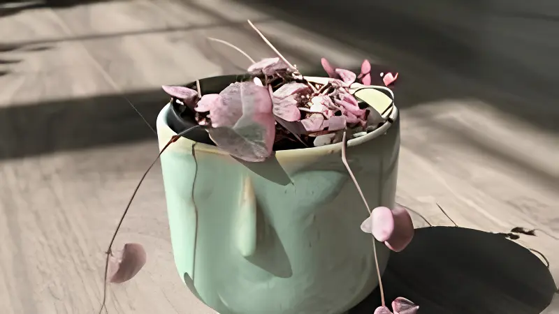 Trailing Variegated String of Hearts in pot