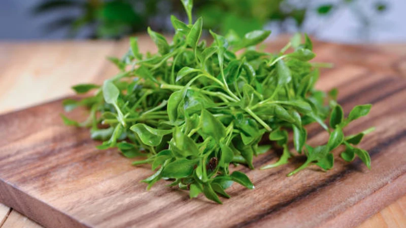 Watercress with dense green leaves