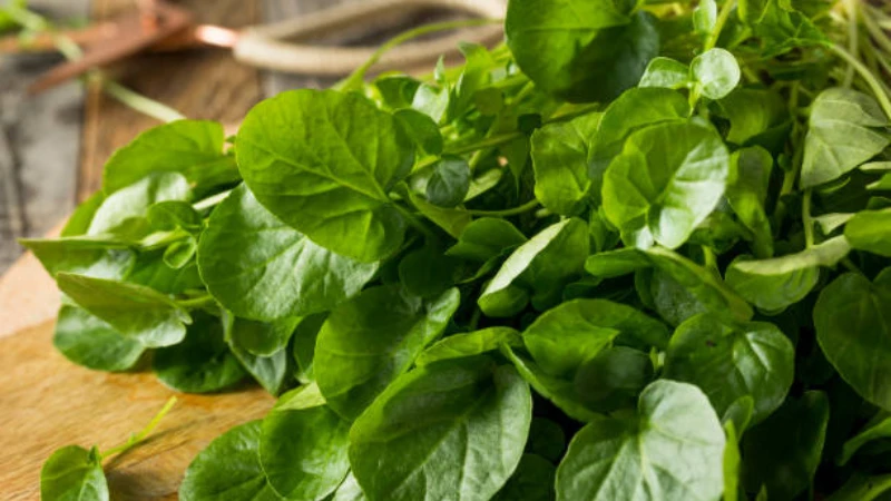Watercress growing in a stream