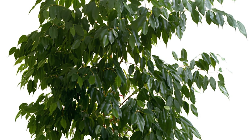 Weeping Fig plant with glossy green leaves