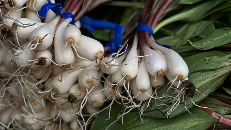 Healthy wild Ramps with lush green foliage